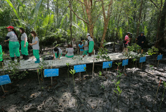 Conserving Mangroves